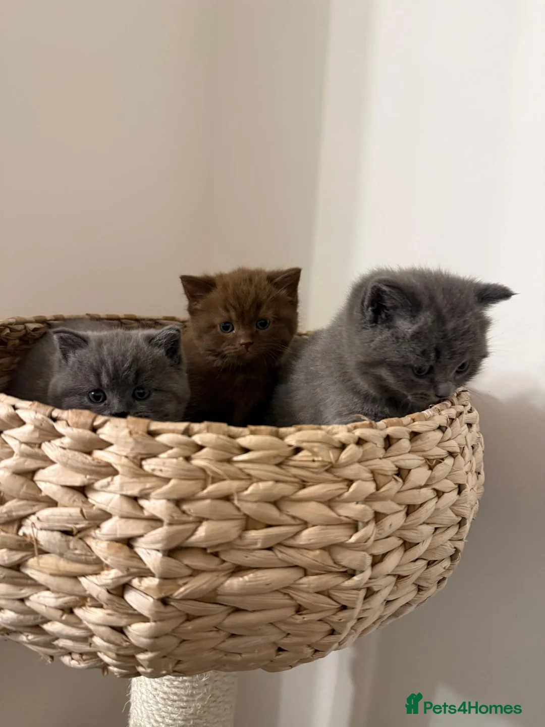 British Shorthair cats for sale: Adorable British Shorthair Kittens for Sale in Lincoln - Advert 16