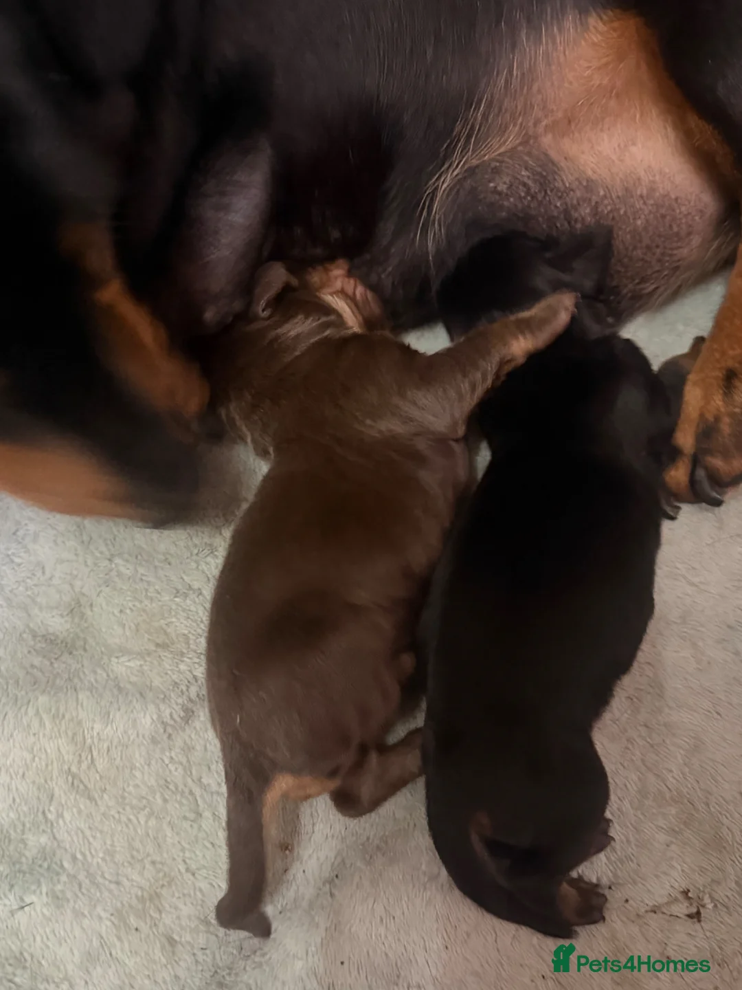 Miniature Dachshund dogs for sale: Dachshund miniature smooth hair pups - Advert 2