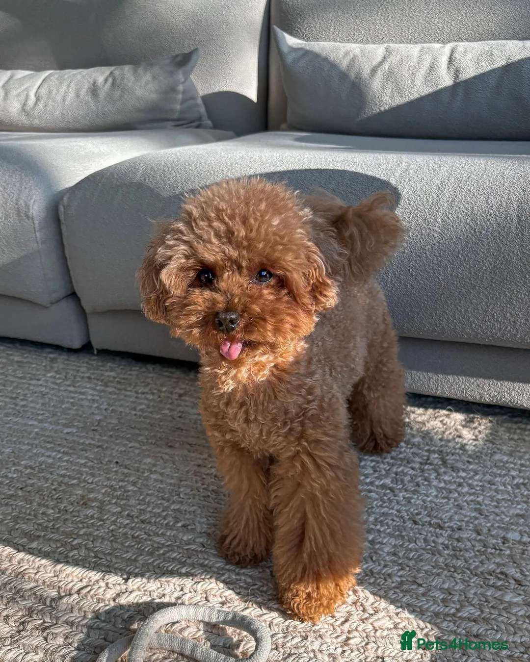Toy Poodle dogs for sale: Toy Poodle Milo – Friendly & Well Trained - Advert 2