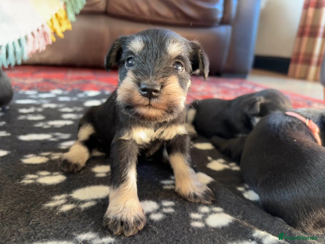 Miniature Schnauzer dogs for sale: Beautiful Miniature Schnauzer puppies - Image 5