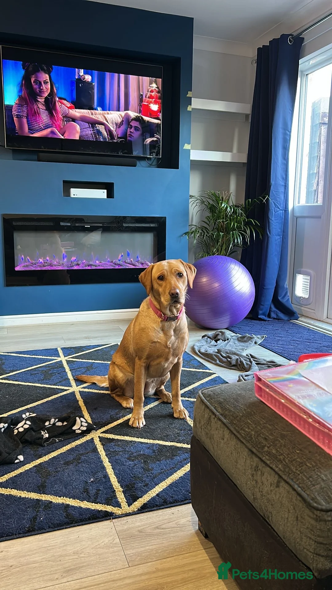 Labrador Retriever dogs for sale: Stunning Lab Puppies available to leave in 2 weeks - Advert 2