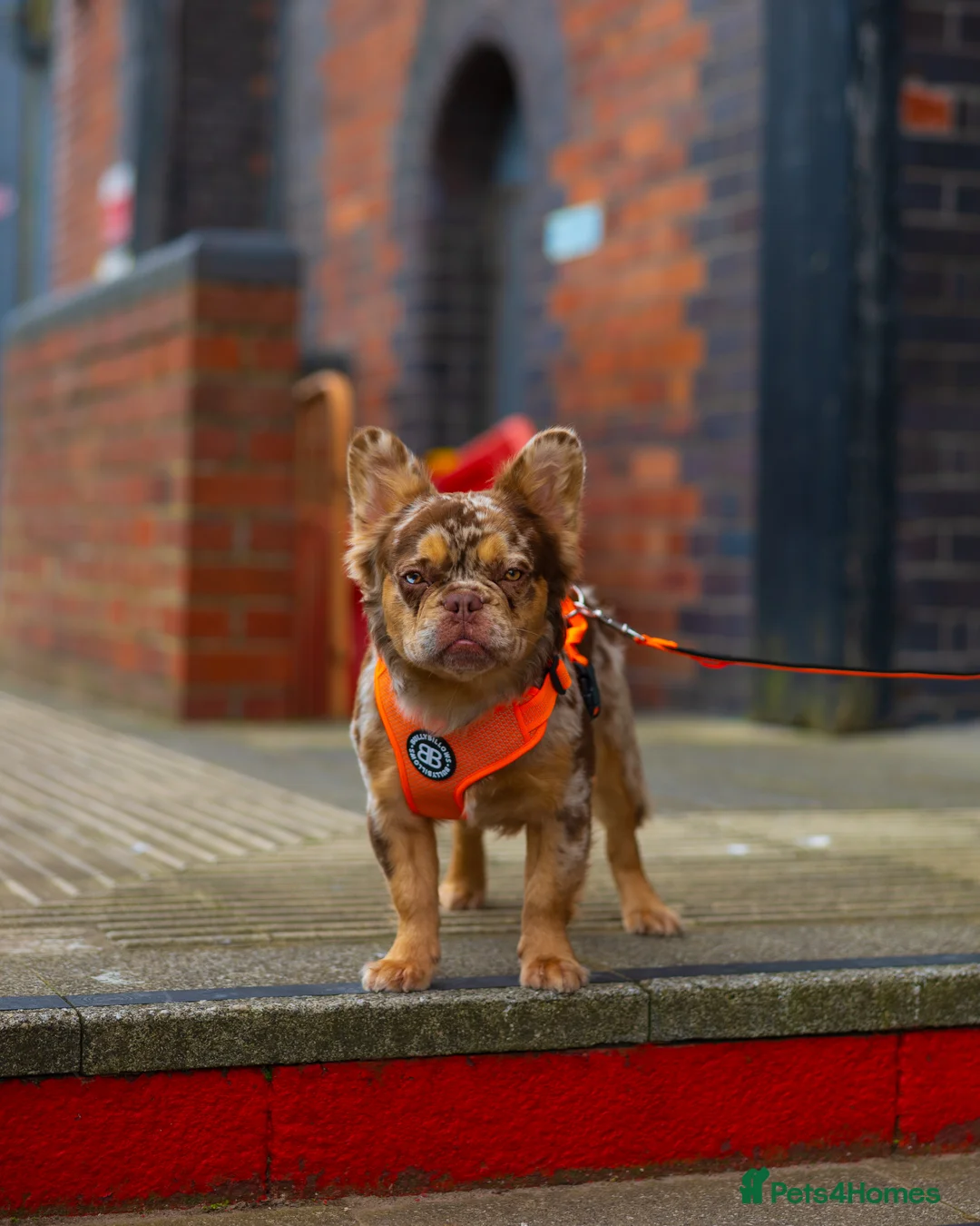 French Bulldog dogs for stud: Visual Fluffy New Shade Rojo Tri Merle 🦁🍫🎨  in Bangor - Advert 10