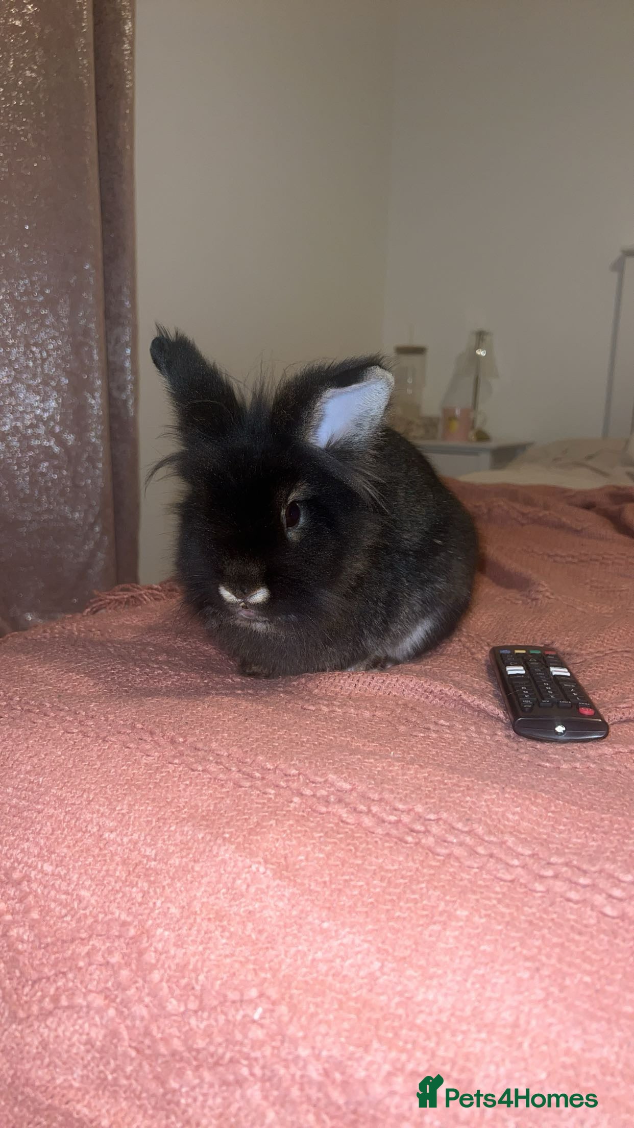 Lionhead rabbits Cute black lion head for sale  - Advert 4