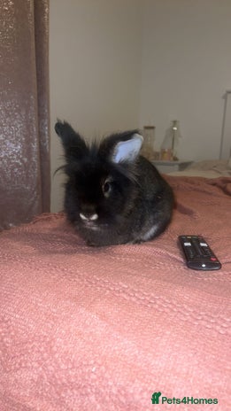 Lionhead rabbits - Advert 5