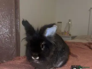 Lionhead rabbits Cute black lion head for sale - Advert 2