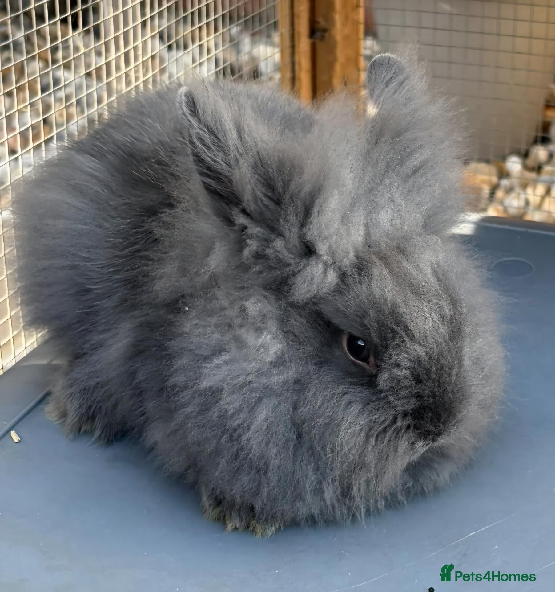 Mixed Breed rabbits Baby Bunnies - Advert 10