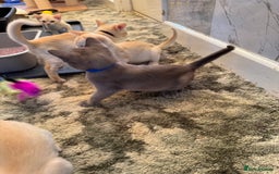 Burmese cats for sale: Burmese Kittens For Sale - Advert 24