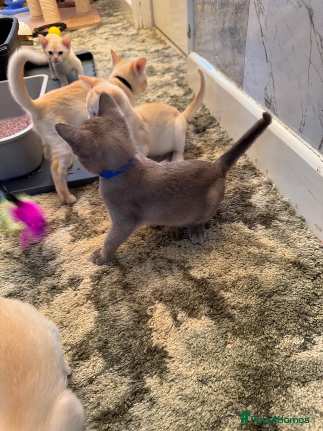 Burmese cats for sale: Burmese Kittens For Sale - Advert 24