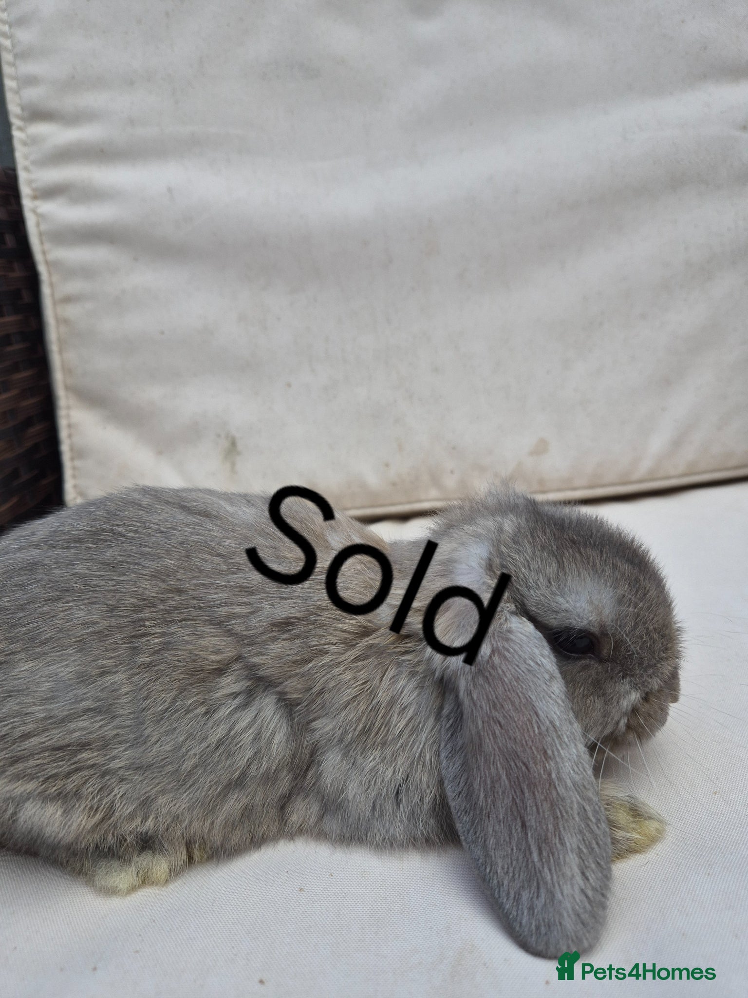 Mini Lop rabbits  Baby Mini Lop Rabbits-Ready for Their New Homes  - Advert 2