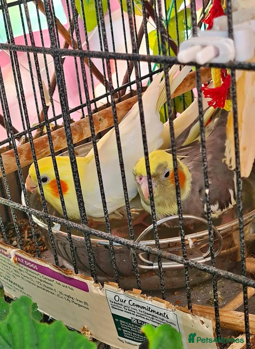 Cockatiels birds for sale: Breading pair - Advert 2