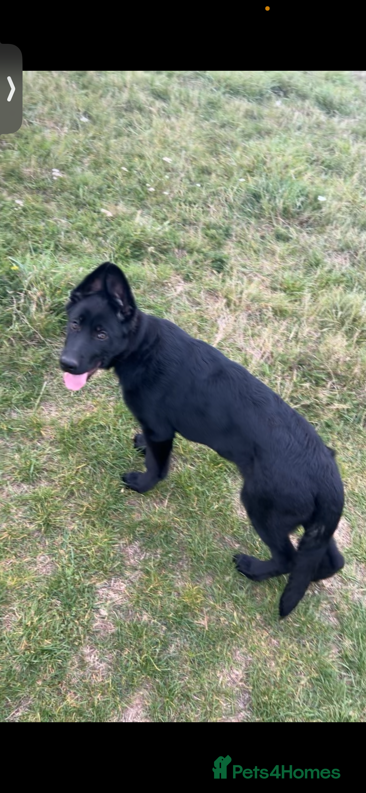 German Shepherd dogs Puppy For Rehoming - Advert 6