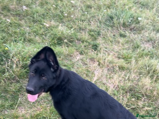 German Shepherd dogs Puppy For Rehoming - Advert 1
