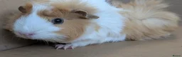 Guinea Pig rodents for sale: 2 female guinea pigs - Advert 5
