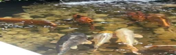 Koi Carp fish for sale: Carp koi 40cm others 58-60cm+ ready to go  - Advert 15