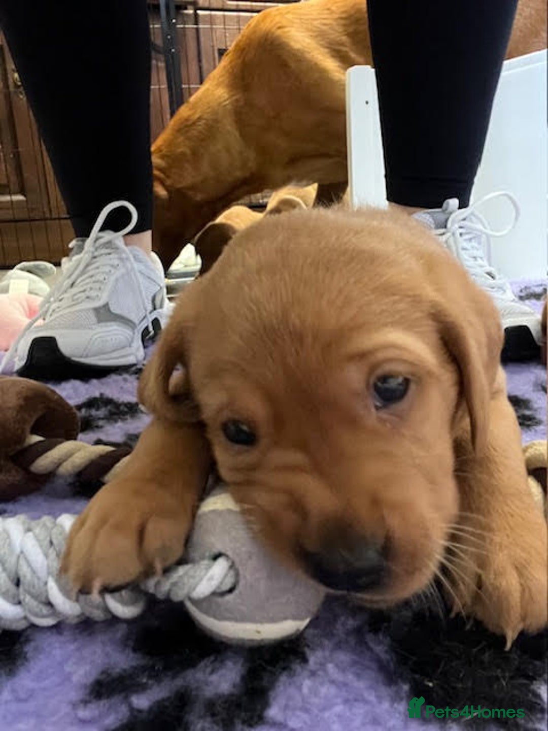 Labrador Retriever dogs for sale: Beautiful Red Fox Labrador Pups – 4 Boys & 4 Girls - Image 17