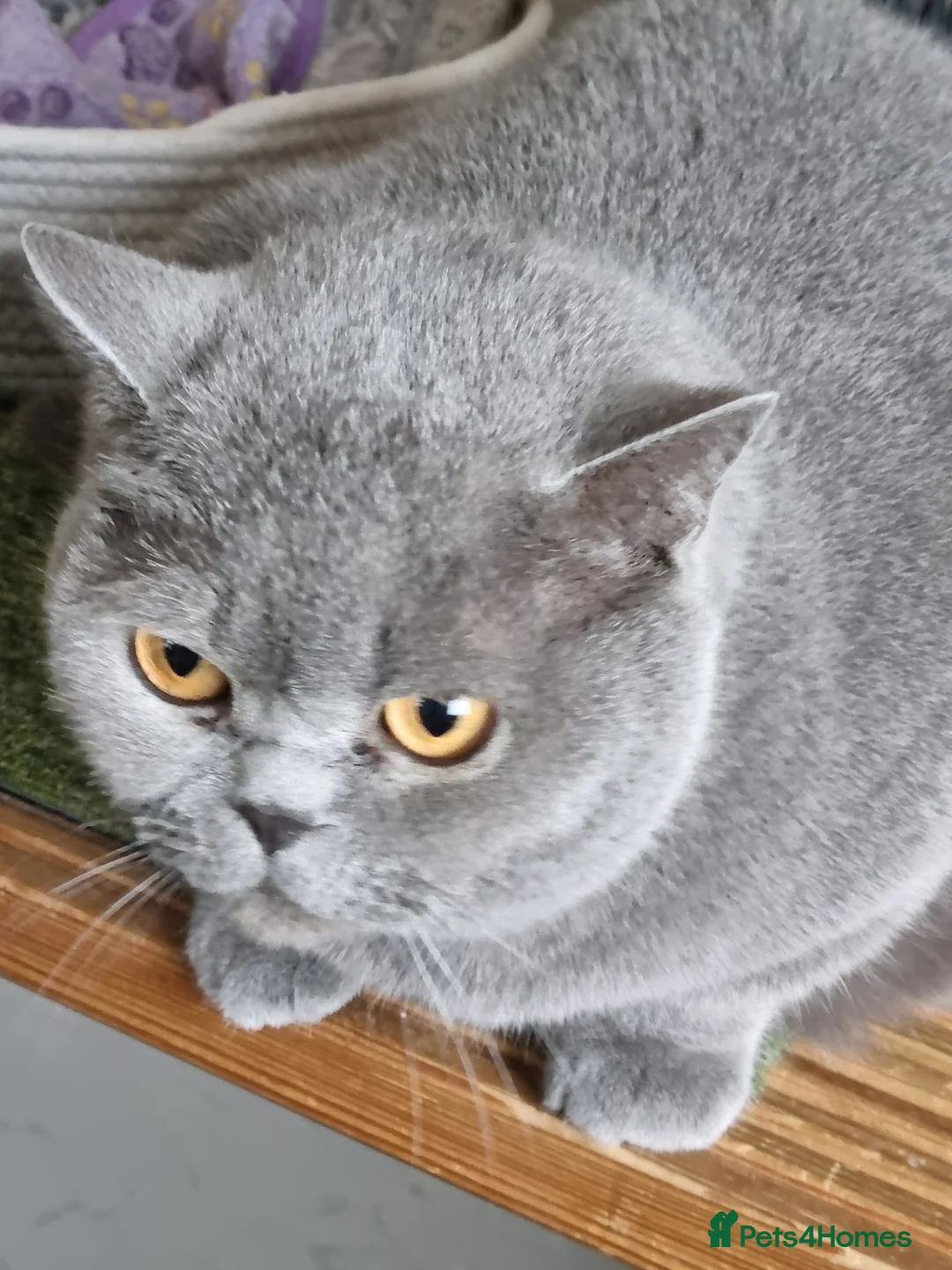 British Shorthair cats for sale: Beautiful blue British Shorthair girl  - Advert 6