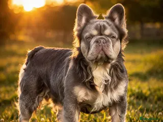 French Bulldog dogs Mr Fluffy son of Don Corleone - Advert 1