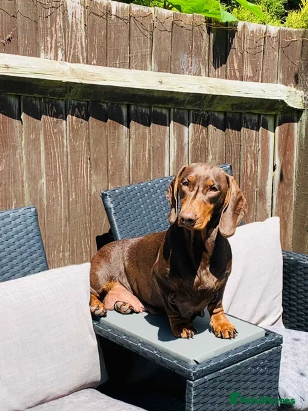 Dachshund dogs for sale: Standard chocolate dachshund, only experienced  - Image 1