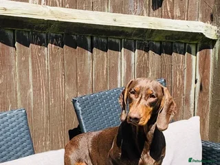 Dachshund dogs - Advert 16