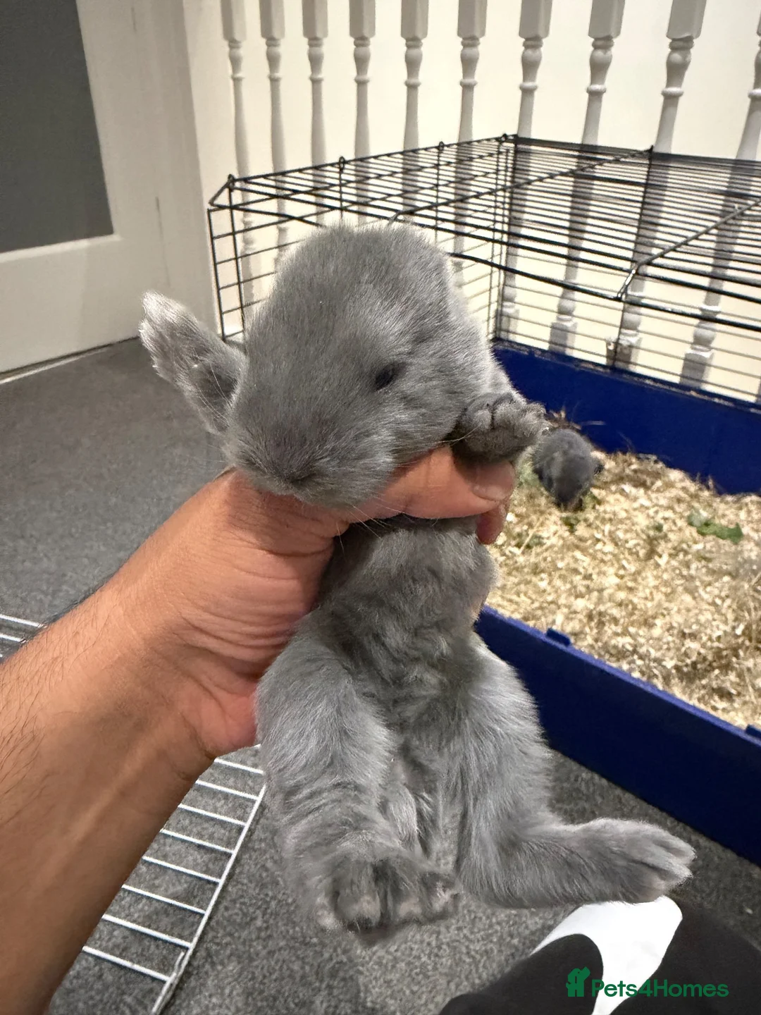 Mixed Breed rabbits for sale: Mix bread  - Advert 1