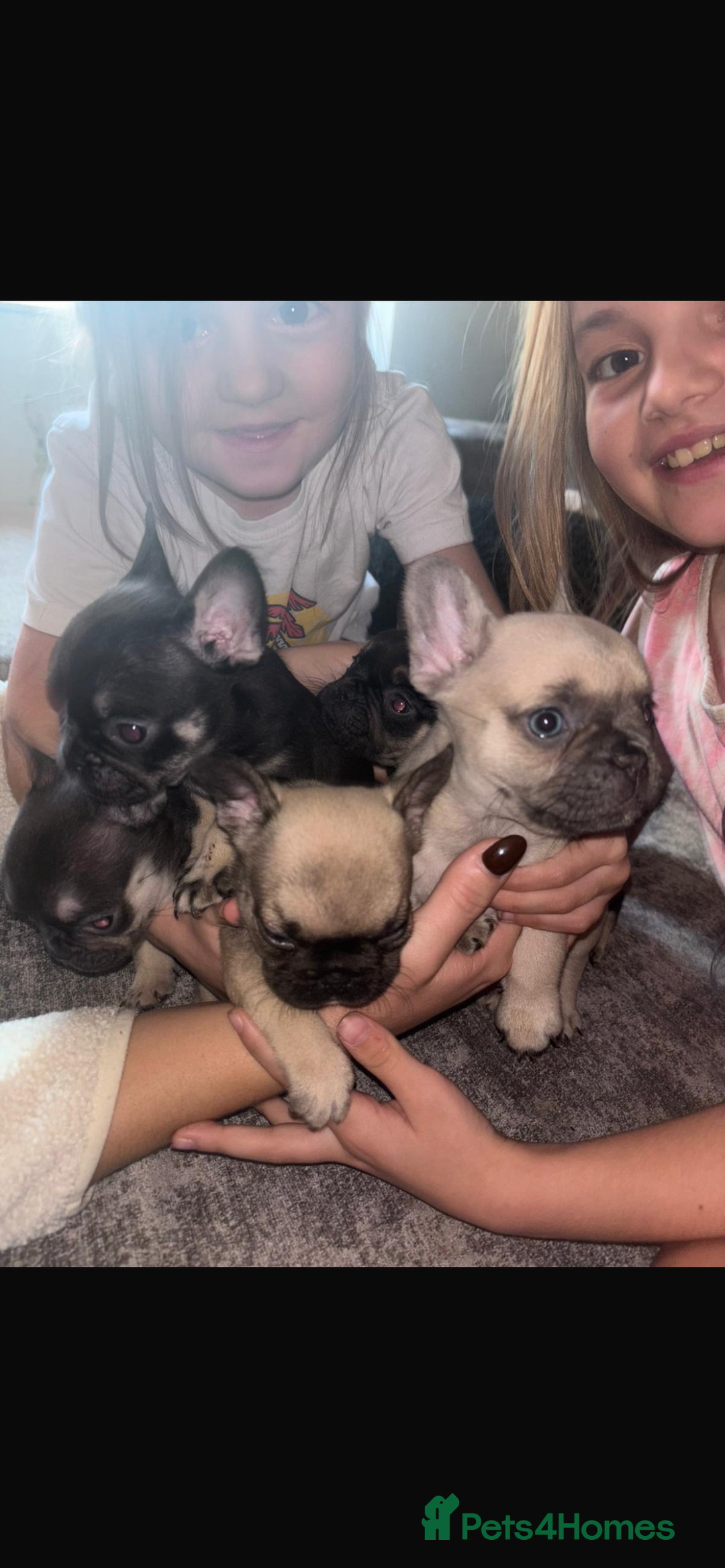 French Bulldog dogs for sale: French bulldog  - Image 4