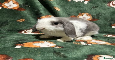 Mini Lop rabbits Beautiful Baby Mini Lops Ready Now  - Advert 7