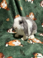 Mini Lop rabbits Beautiful Baby Mini Lops Ready Now - Advert 3