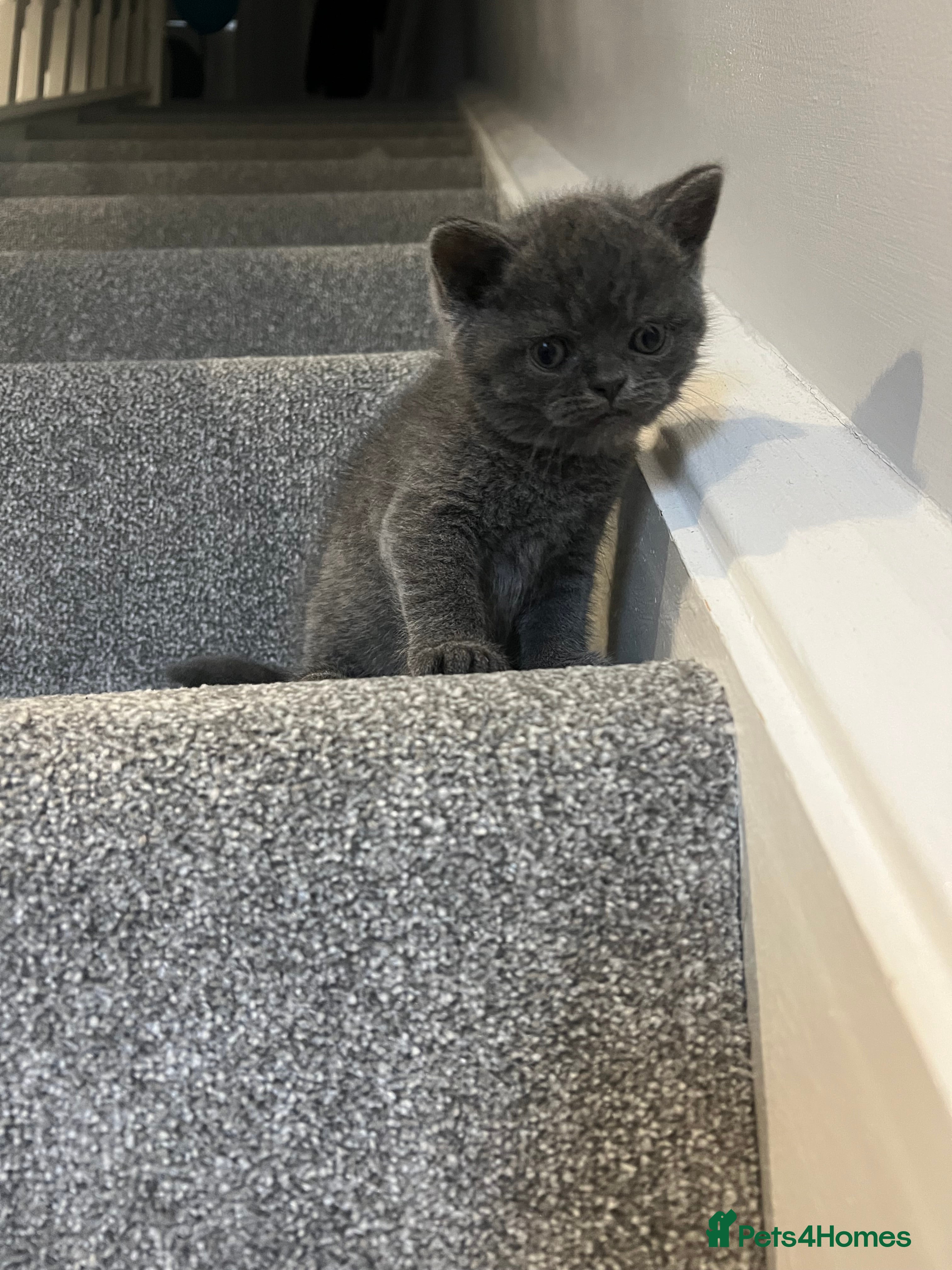 Scottish Fold cats •	Charming Scottish Fold Kittens Available  - Advert 2