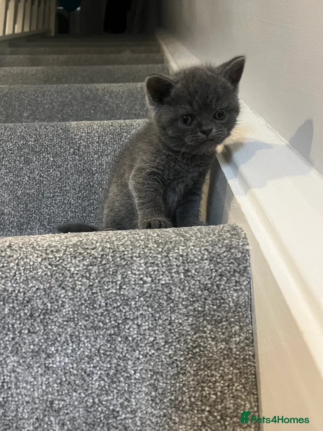 Scottish Fold cats for sale: •	Charming Scottish Fold Kittens Available  - Advert 2