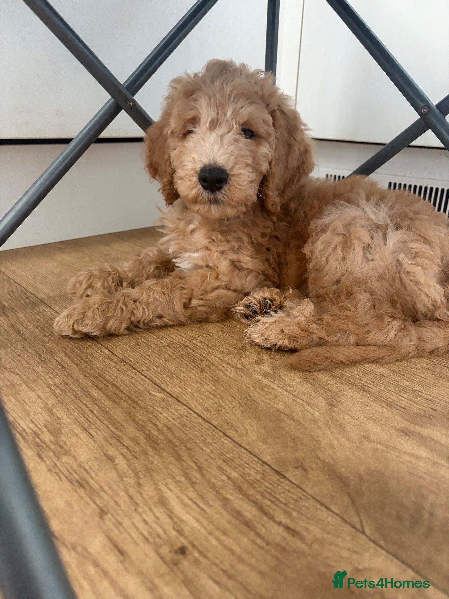 Labradoodle dogs READY NOW! 1 GIRL! Multigen labradoodle puppies - Advert 6