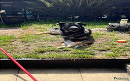 Mixed Breed dogs for sale:  German shepherd x Caucasian  - Image 3