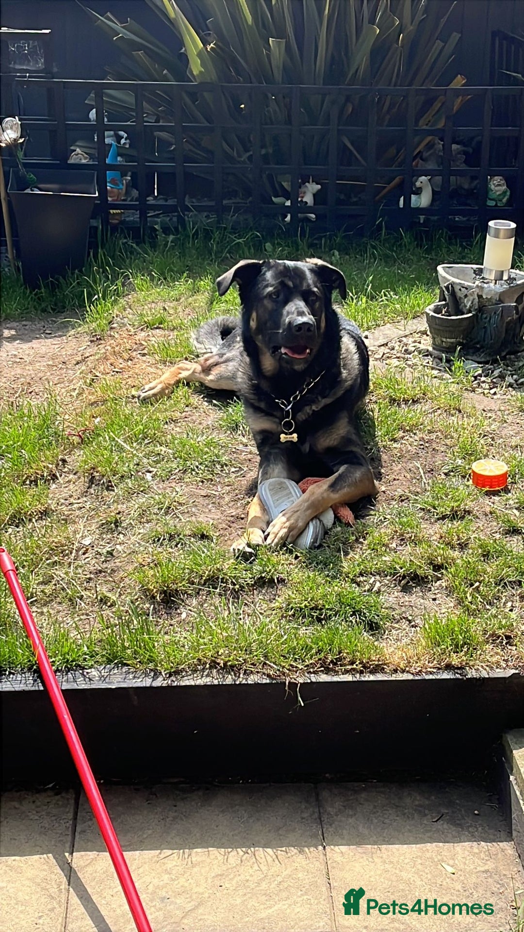 Mixed Breed dogs for sale:  German shepherd x Caucasian  - Image 3