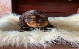 Cocker Spaniel dogs for sale: 5* LICENSED KC SHOW H/TESTED PUPPIES  - Image 8