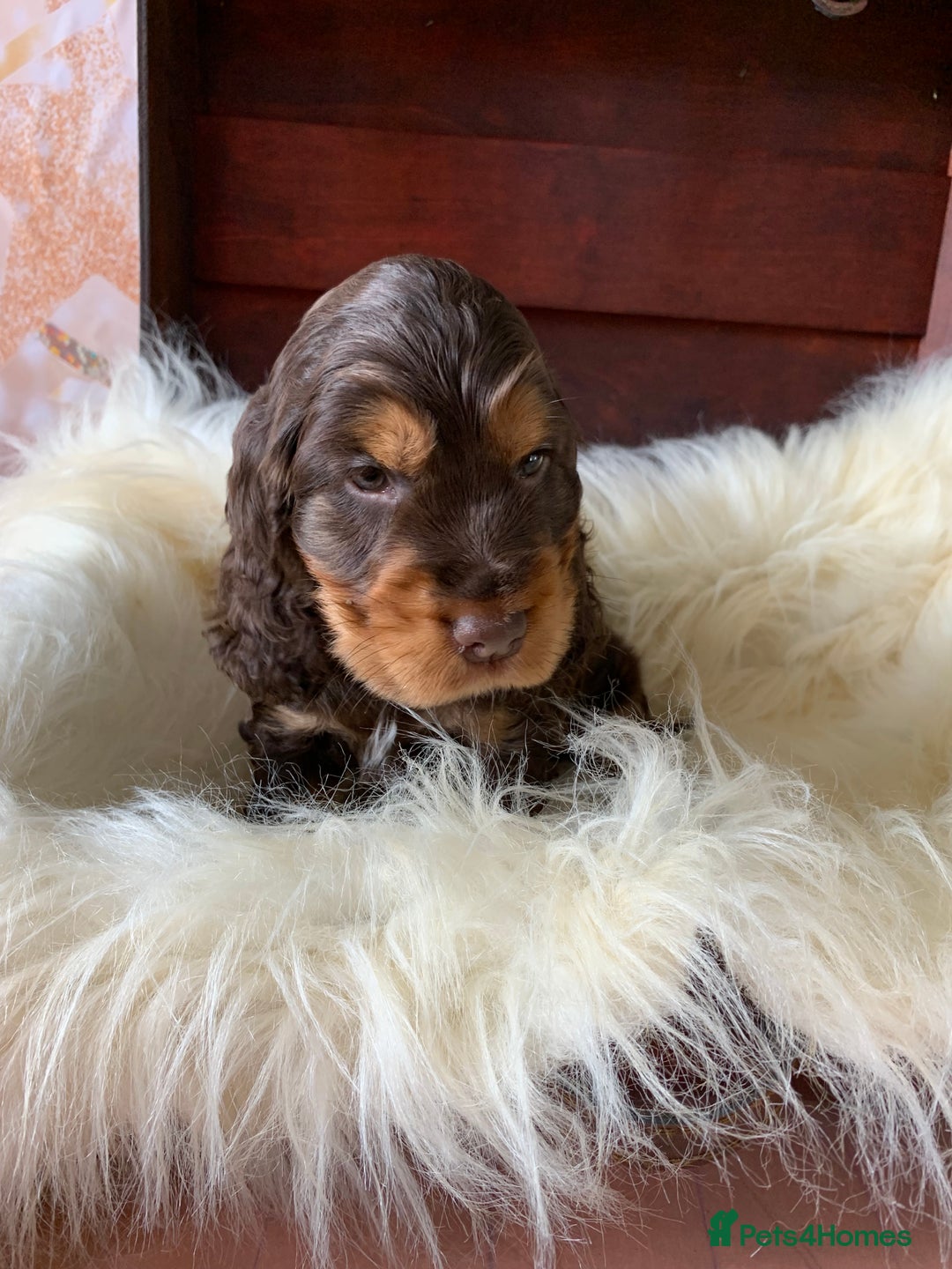 Cocker Spaniel dogs for sale: 5* LICENSED KC SHOW H/TESTED PUPPIES  - Image 8