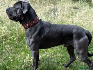 Cane Corso dogs in London - Advert 26