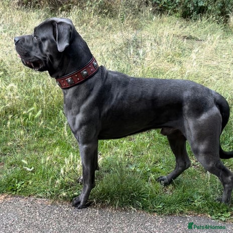 Cane Corso dogs in London - Advert 1