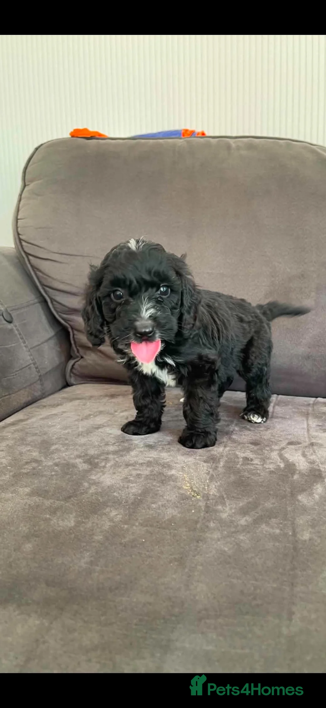 Cockapoo dogs for sale: 7 Beautiful Miniature cockapoos - Advert 20
