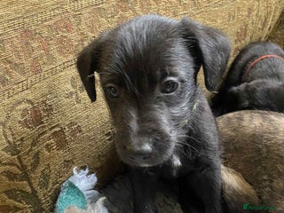 Mixed Breed dogs F1 BEDLINGTON X WHIPPETS - Advert 2