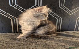 Maine Coon cats for sale: Pedigree Maine coons ready 17/11/25 - Advert 18