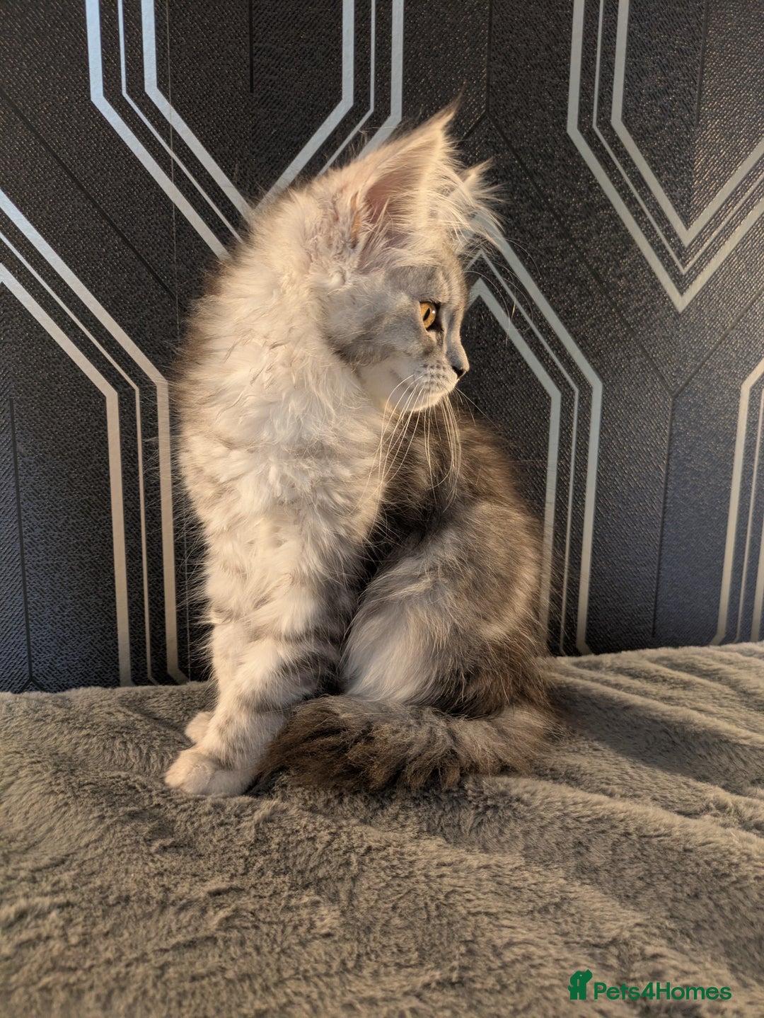 Maine Coon cats for sale: Pedigree Maine coons ready 17/11/25 - Advert 18