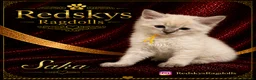 Ragdoll cats for sale: Stunning Ragdoll Kittens for Sale - Advert 5