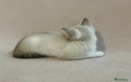 British Shorthair cats for sale: PUREBRED BSH KITTENS SOLD - Image 11