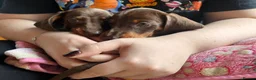 Miniature Dachshund dogs for sale:  🍫 2 Boys Left !! Chocolate & Tan Dachshunds  - Advert 6