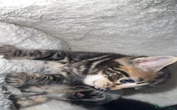 British Longhair cats for sale: Adorable Kittens Looking for Loving Homes - Image 2