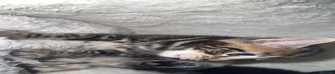Scar