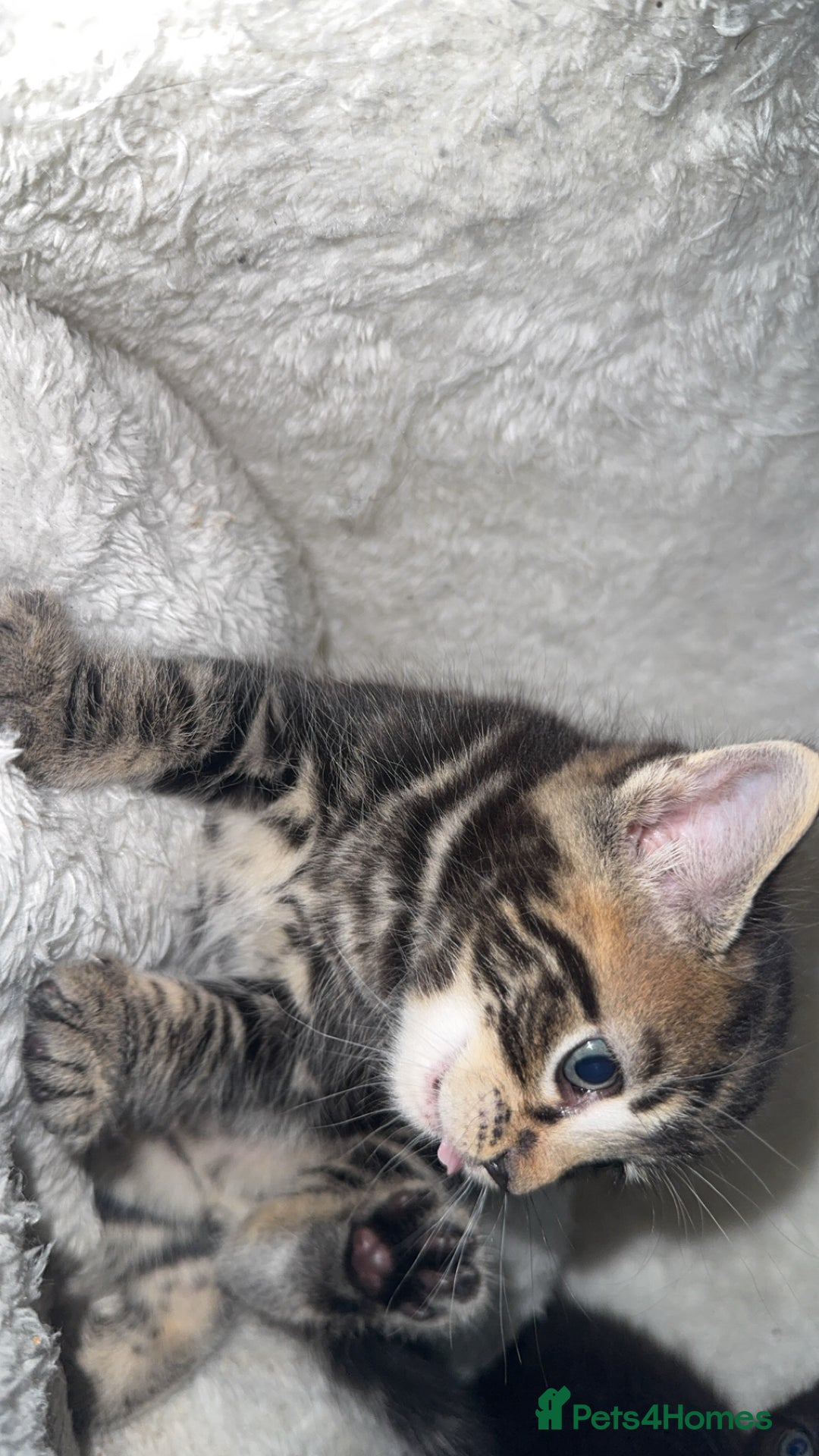 British Longhair cats for sale: Adorable Kittens Looking for Loving Homes - Image 2