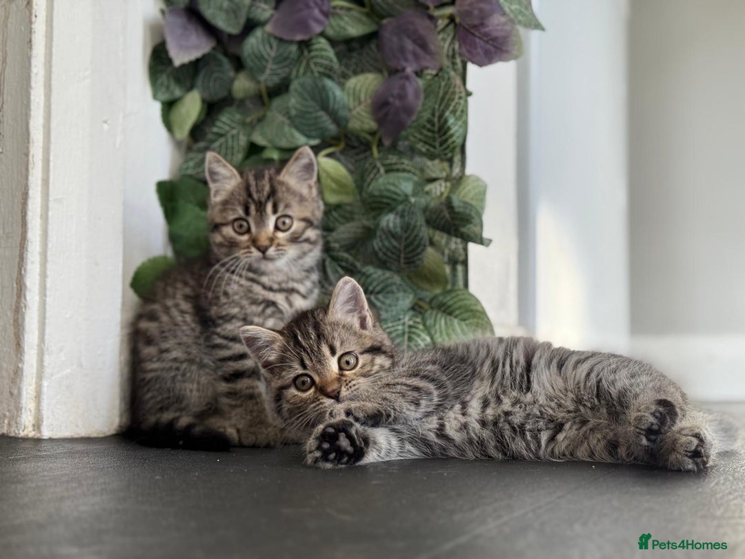 Persian cats for sale: 3 Stunning Female Kittens for Sale  - Image 13
