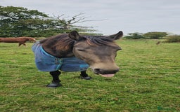 Andalusian horses for sale: Full or Part Loan - Advert 28