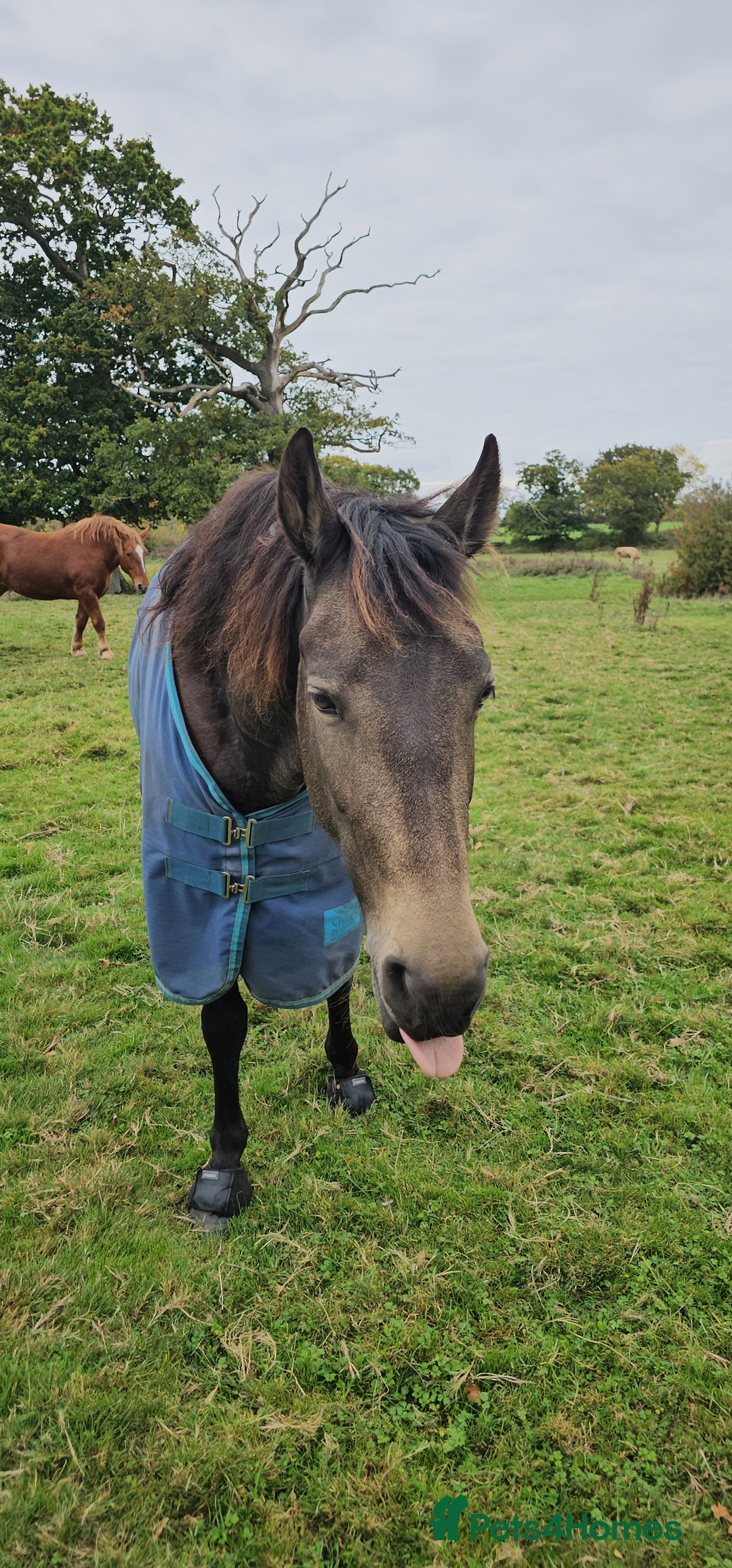 Andalusian horses for sale: Full or Part Loan - Advert 28