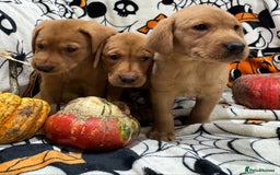 Labrador Retriever dogs for sale: Labrador pups - Image 1